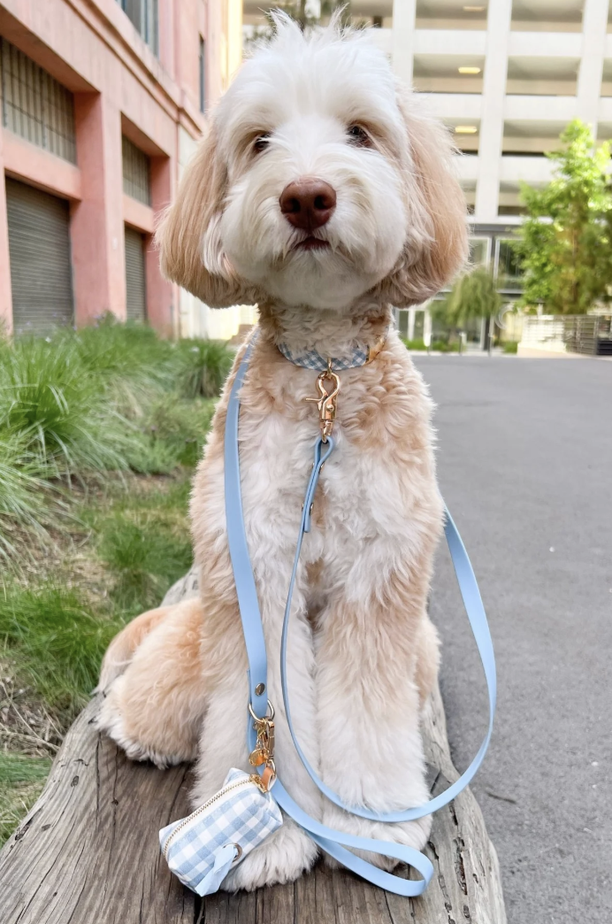 Hunter Malibu Collar