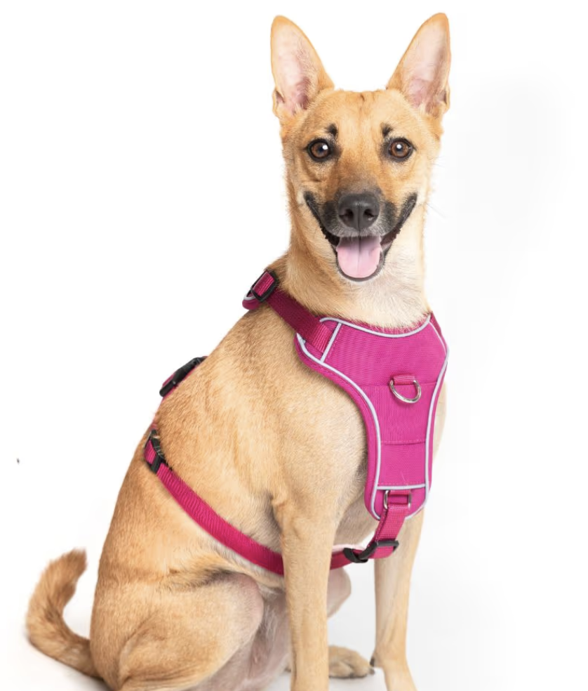 Hunter Divo Harness M