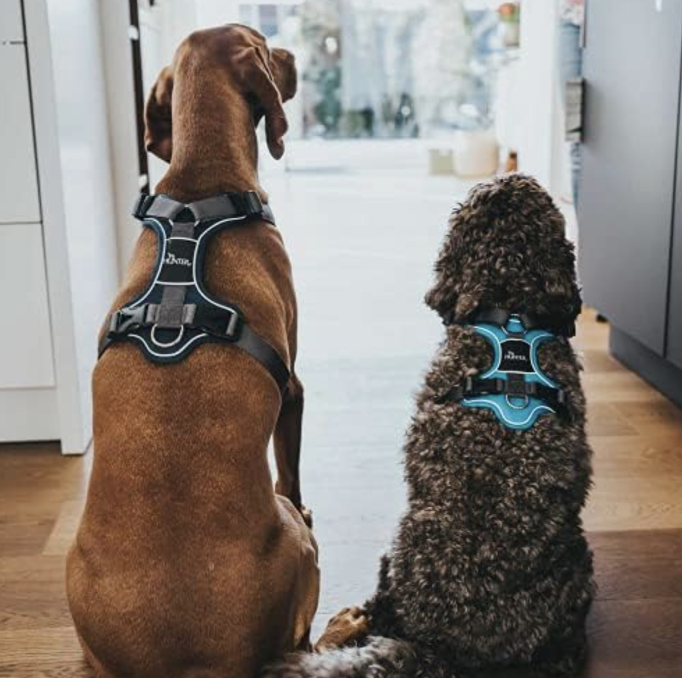 Hunter Divo Up Harness SM